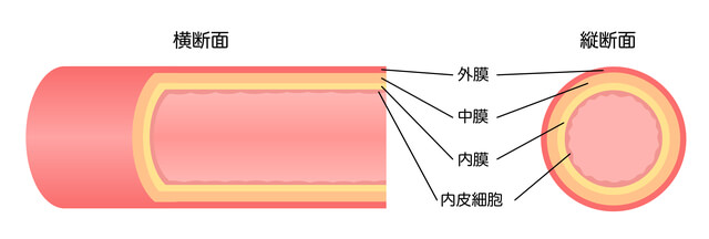 動脈の構造