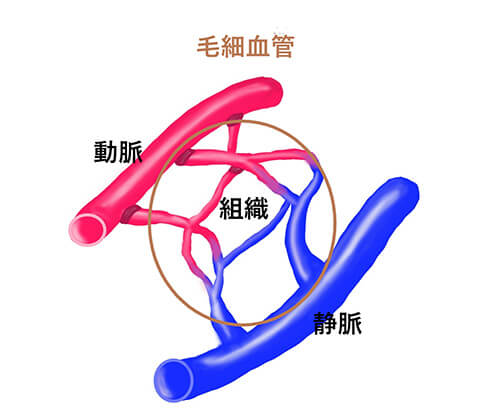 毛細血管