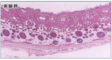 ラットの毛根細胞分裂周期実験群