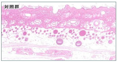 ラットの毛根細胞分裂周期対照群