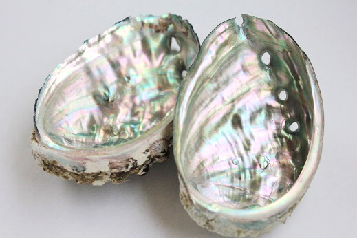 アワビの貝殻の真珠層は優れた薬膳素材